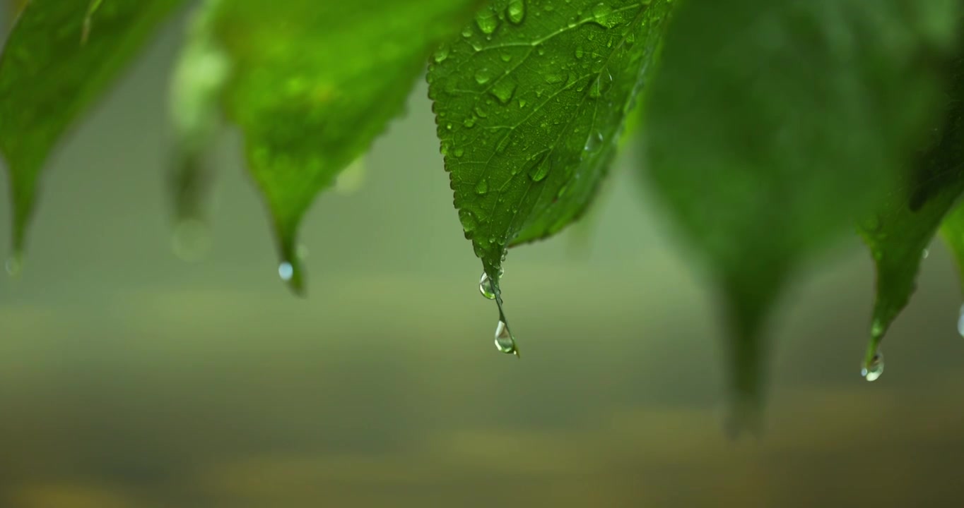 （慢镜）下雨天挂着水珠的绿叶微距特写视频素材