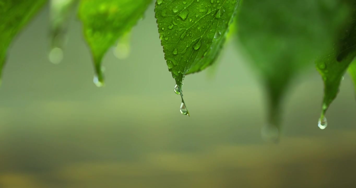 （慢镜）下雨天挂着水珠的绿叶微距特写视频素材