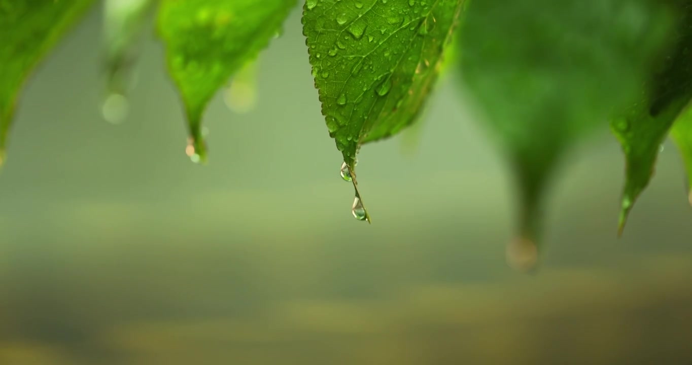 （慢镜）下雨天挂着水珠的绿叶微距特写视频素材