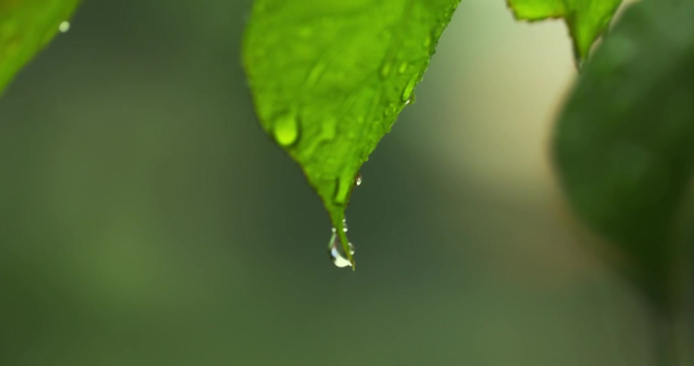 （慢镜）下雨天挂着水珠的绿叶微距特写视频素材