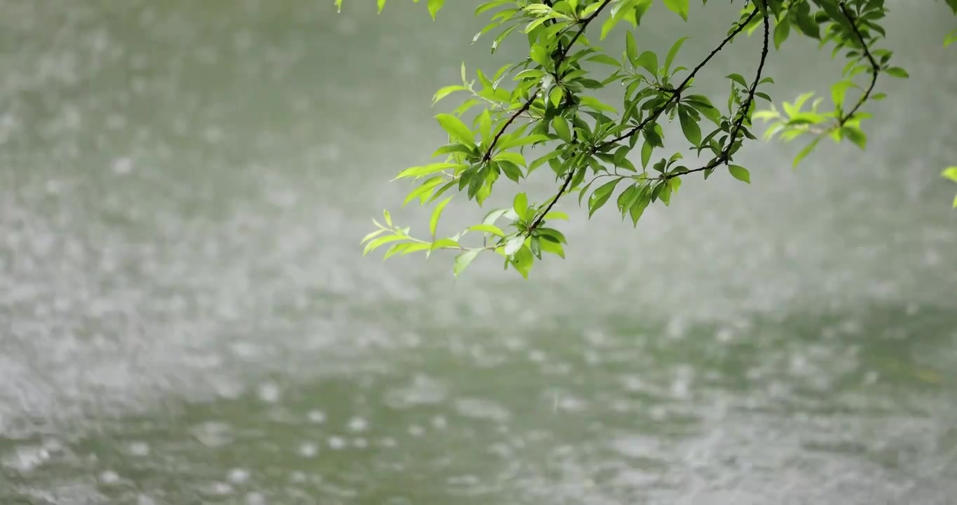 （慢镜）下雨天雨水落在湖面上绿叶随风摇曳清新唯美视频素材