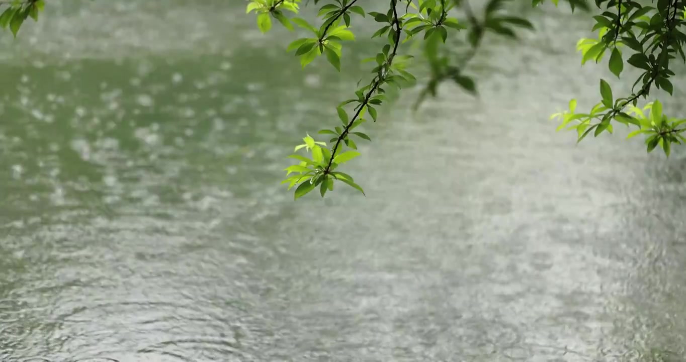 （慢镜）下雨天雨水落在湖面上绿叶随风摇曳清新唯美视频素材