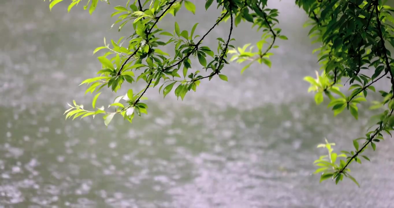 （慢镜）下雨天雨水落在湖面上绿叶随风摇曳清新唯美视频素材