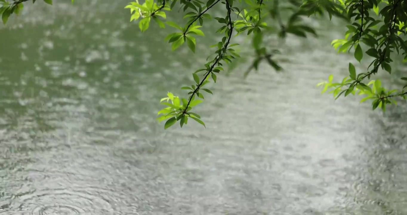 （慢镜）下雨天雨水落在湖面上绿叶随风摇曳清新唯美视频素材