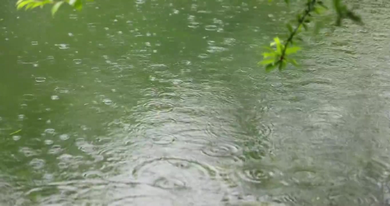 （慢镜）下雨天雨水落在湖面上绿叶随风摇曳清新唯美视频素材