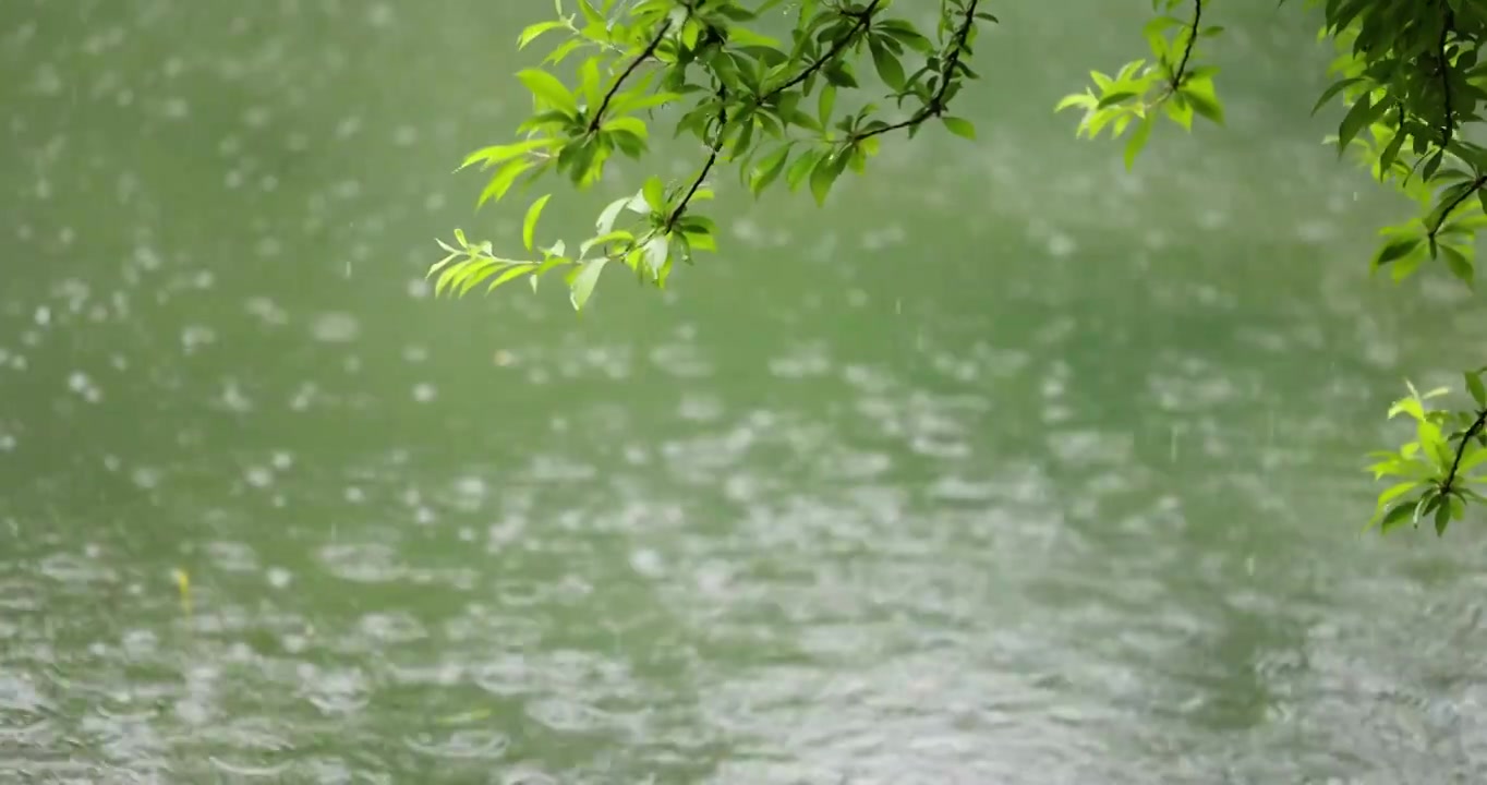 （慢镜）下雨天雨水落在湖面上绿叶随风摇曳清新唯美视频素材