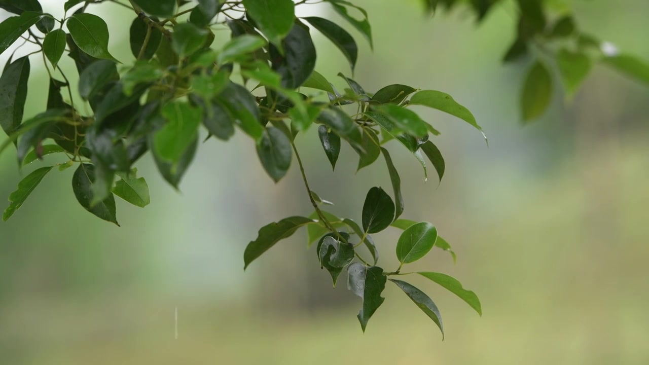 雨中的树叶视频素材