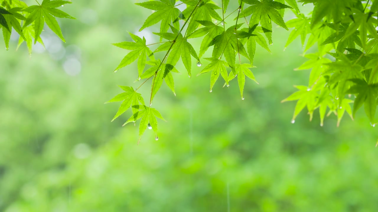 下雨天雨水滴落在树叶上滑落下来视频素材