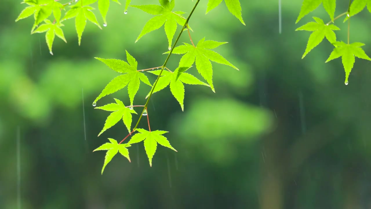 下雨天雨水滴落在树叶上滑落下来视频素材