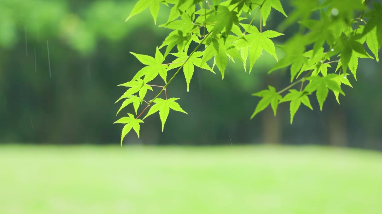 下雨天雨水滴落在树叶上滑落下来视频素材