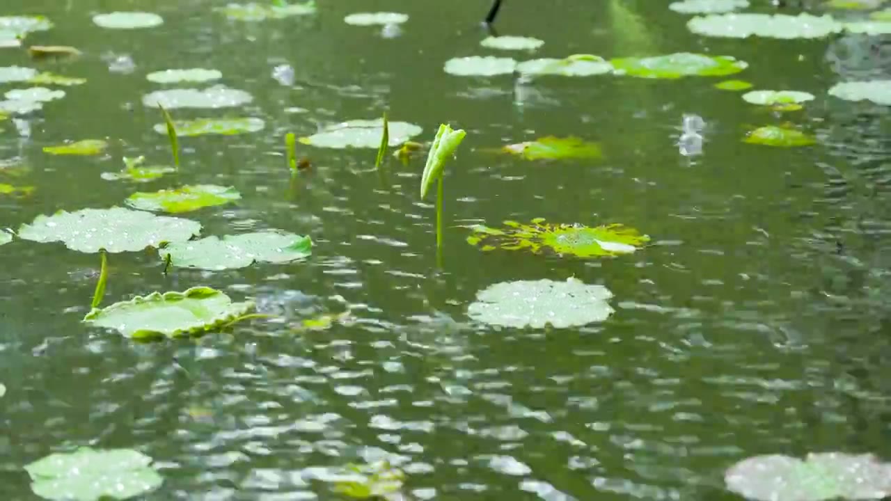 下雨天的公园树林草坪池塘荷叶视频素材