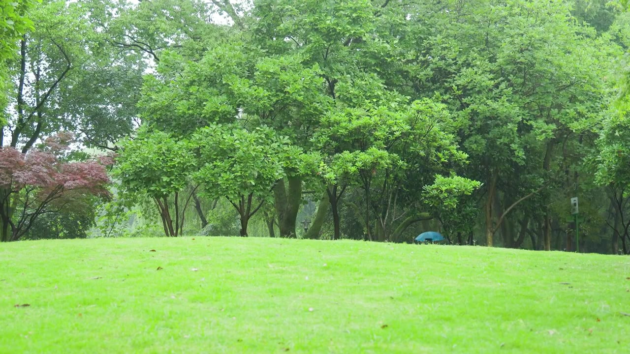 下雨天的公园树林草坪池塘荷叶视频素材