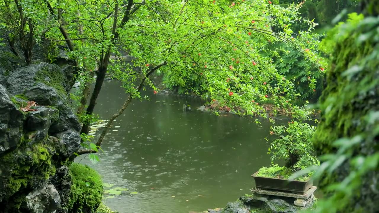 下雨天的公园树林草坪池塘荷叶视频素材