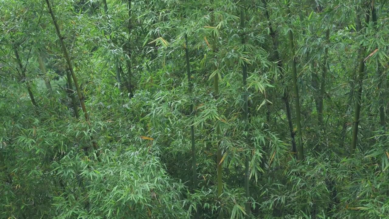 雨中的竹林视频素材