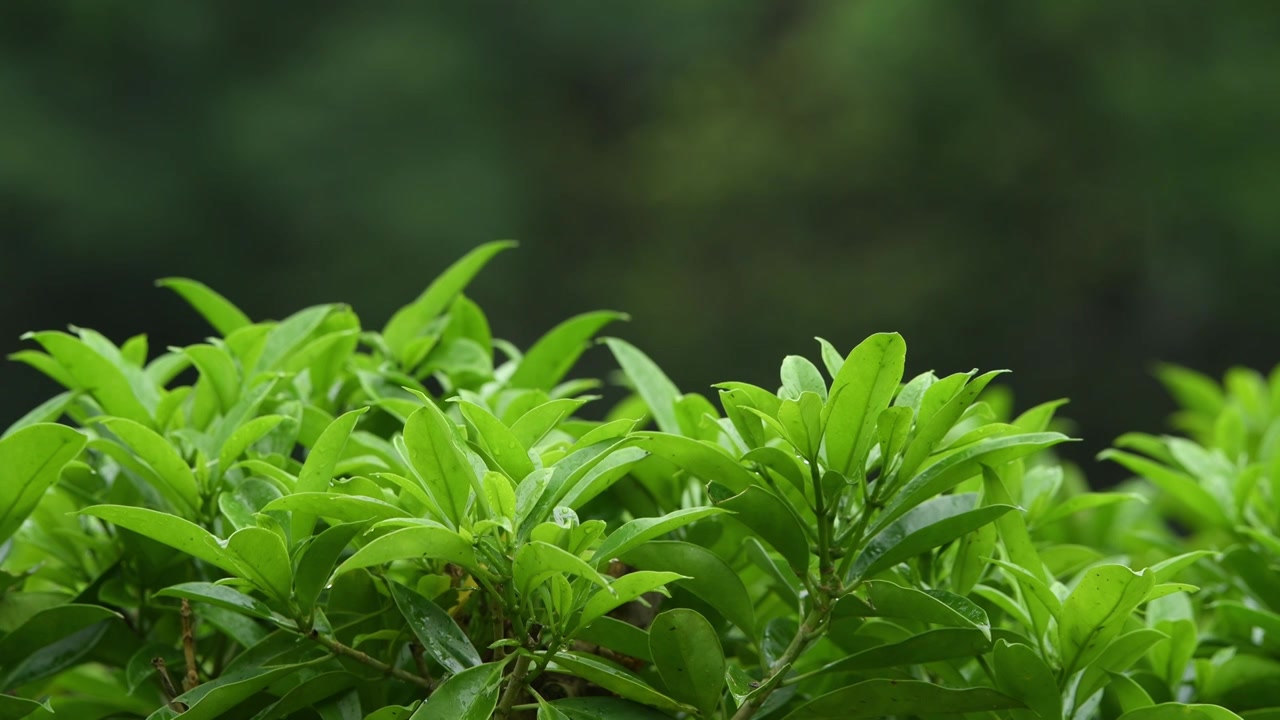 雨中绿色的树叶视频素材