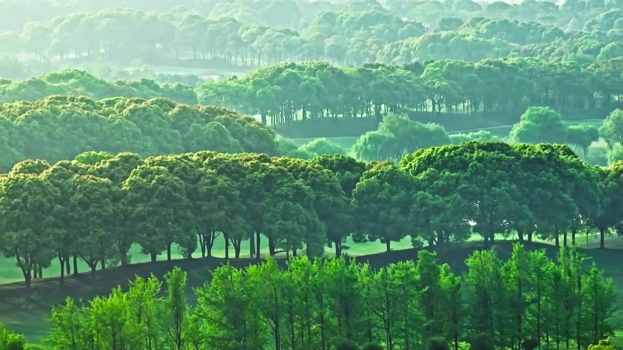 春天日出时的树林自然背景视频素材