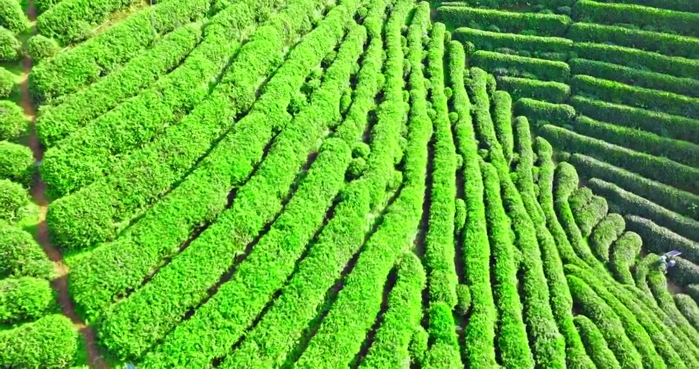 春天山上的绿色茶园视频素材