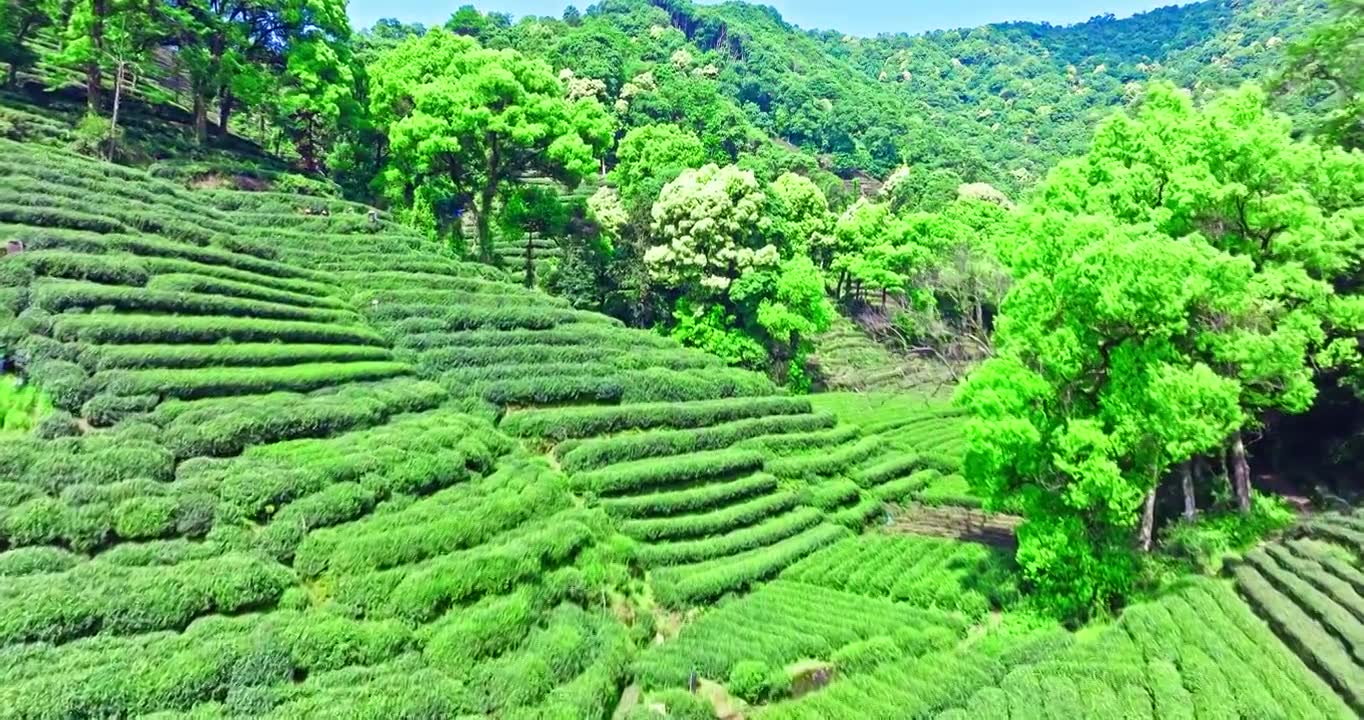 春天山上的绿色茶园视频素材