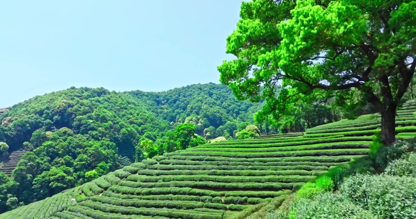 春天山上的茶园梯田风景视频素材