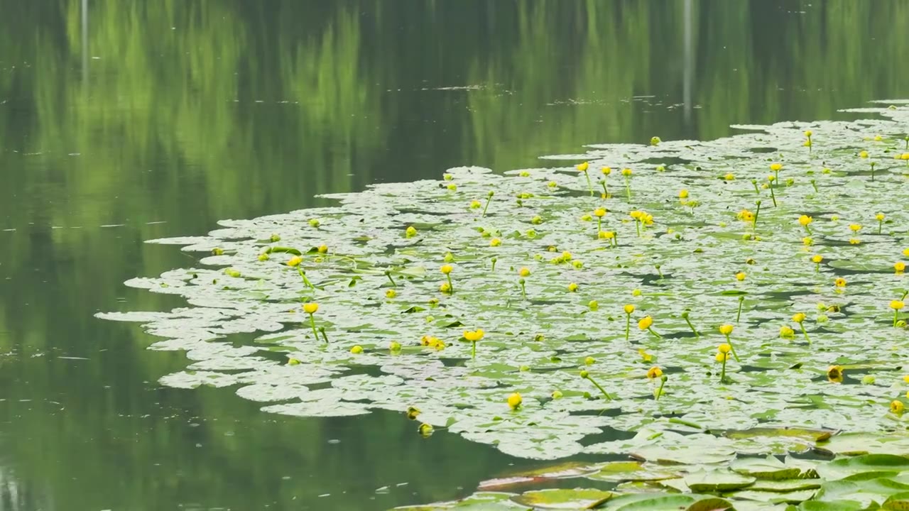 下雨天的荷塘睡莲盛开视频素材