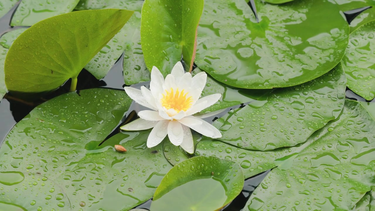 下雨天的荷塘睡莲盛开视频素材