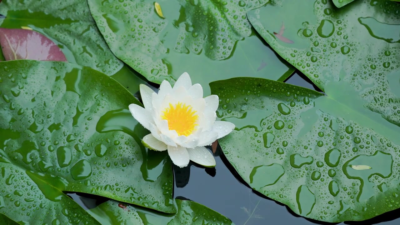 下雨天的荷塘睡莲盛开视频素材