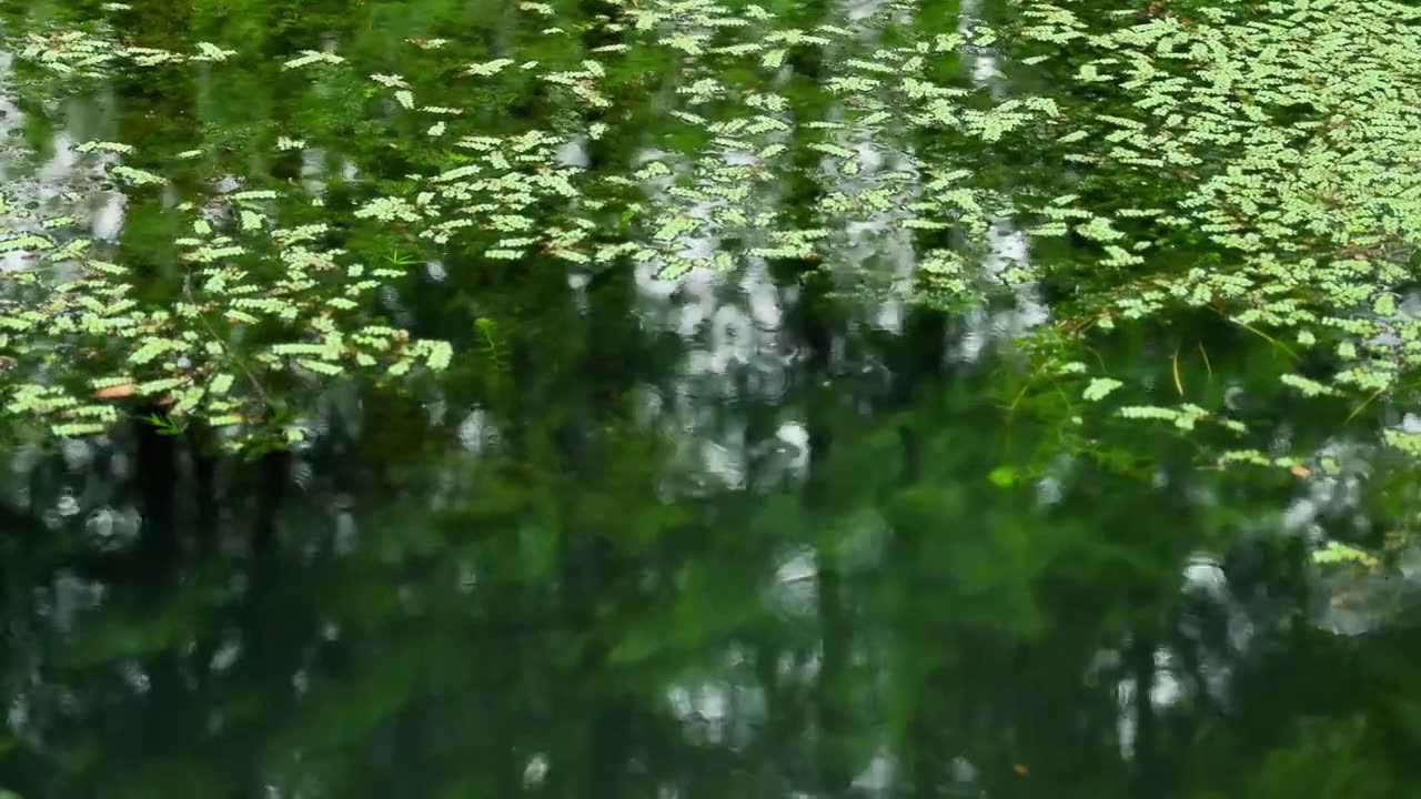 下雨天雨水滴落在树林中的水面上视频素材