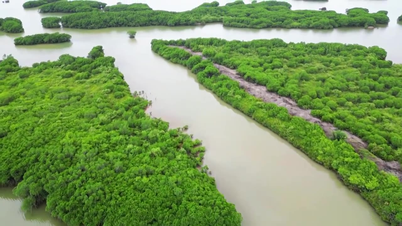 湛江金牛岛红树林视频素材