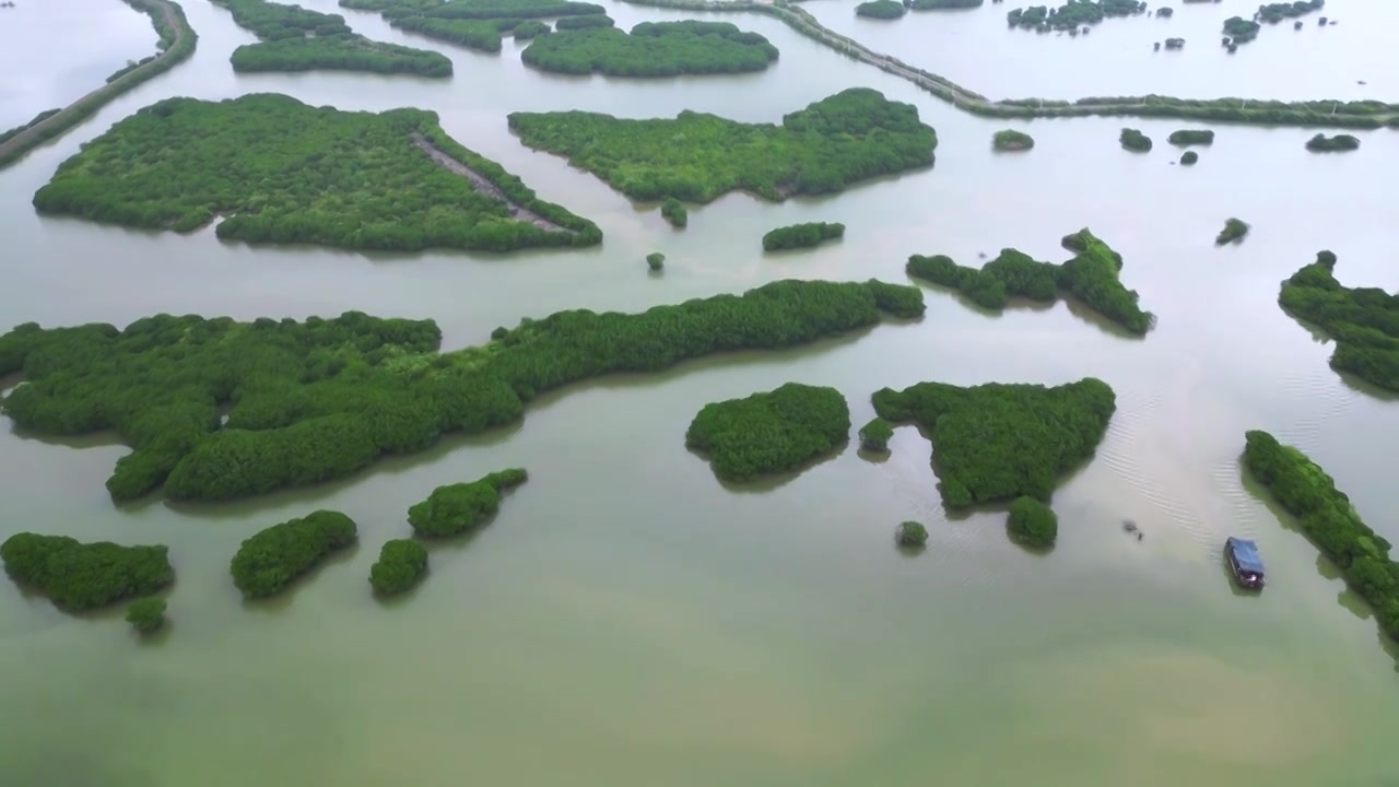 湛江金牛岛红树林视频素材