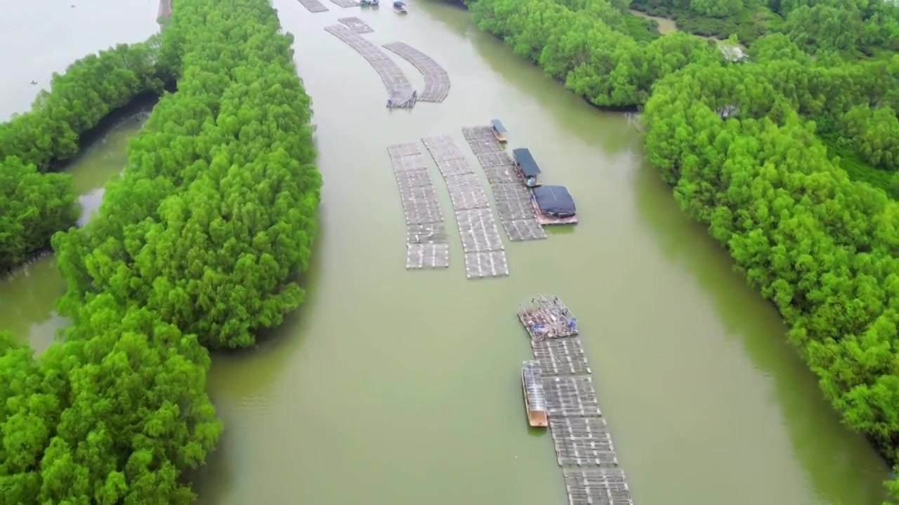 湛江金牛岛红树林湿地海产养殖视频下载