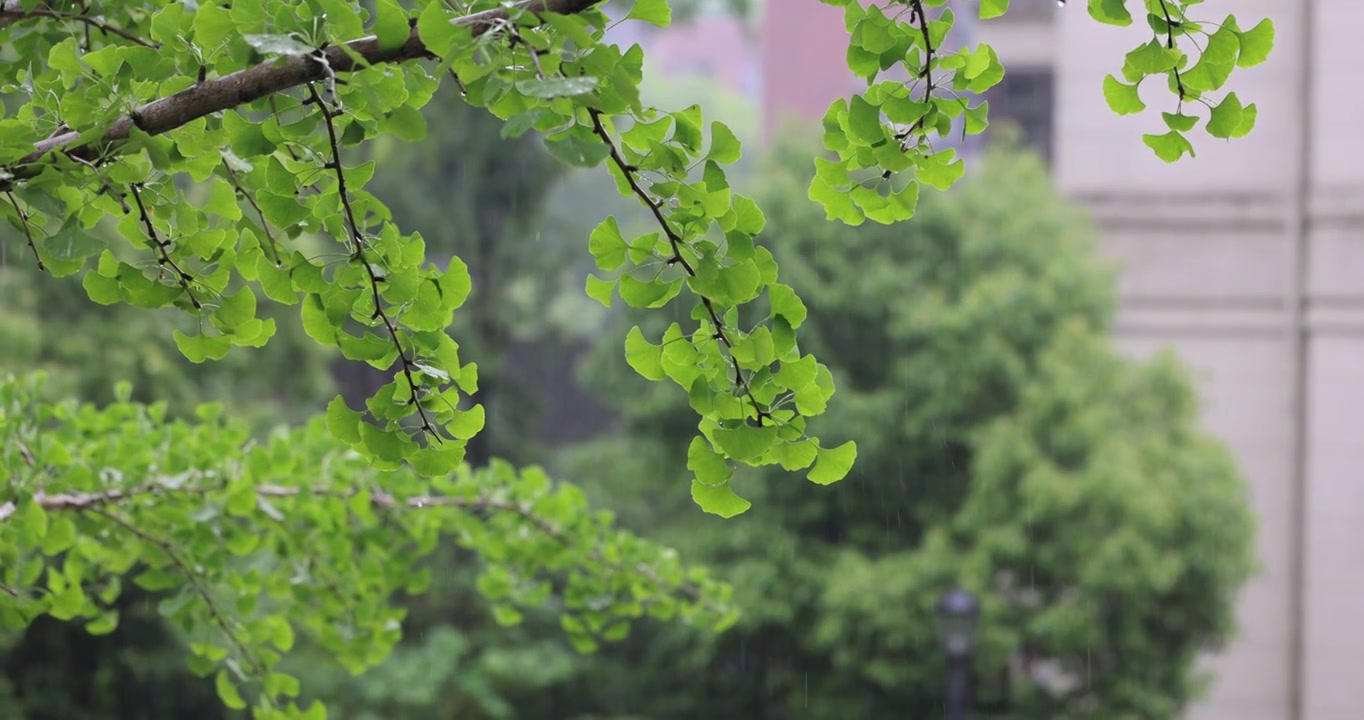 夏天雨水打在银杏叶上升格视频素材