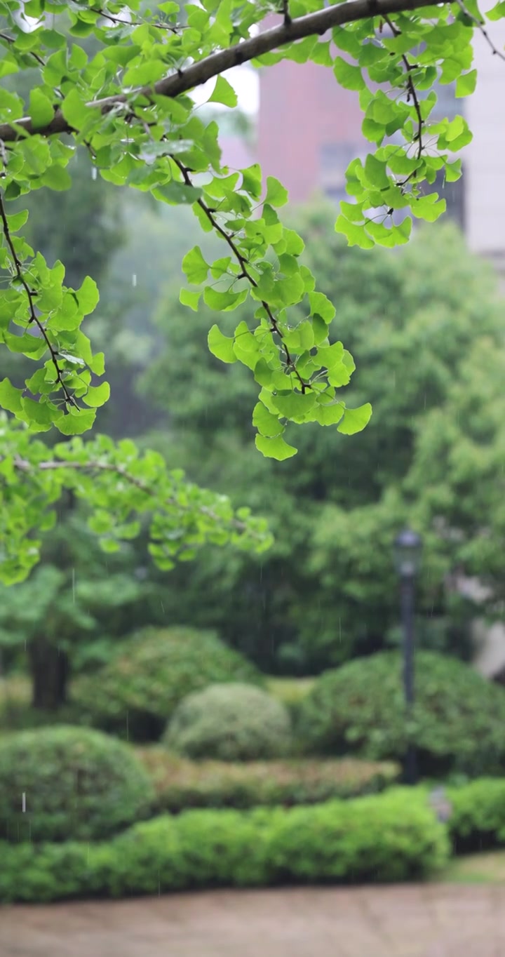 夏天雨水打在银杏叶上升格视频素材