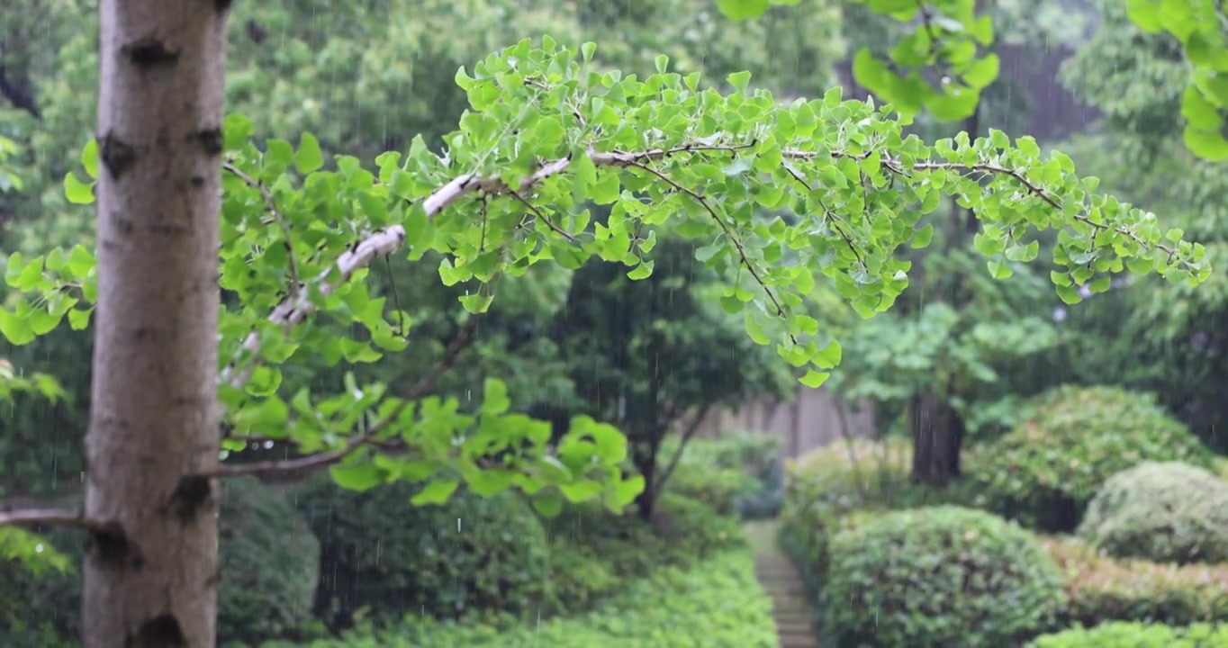 夏天雨水打在银杏叶上升格视频素材