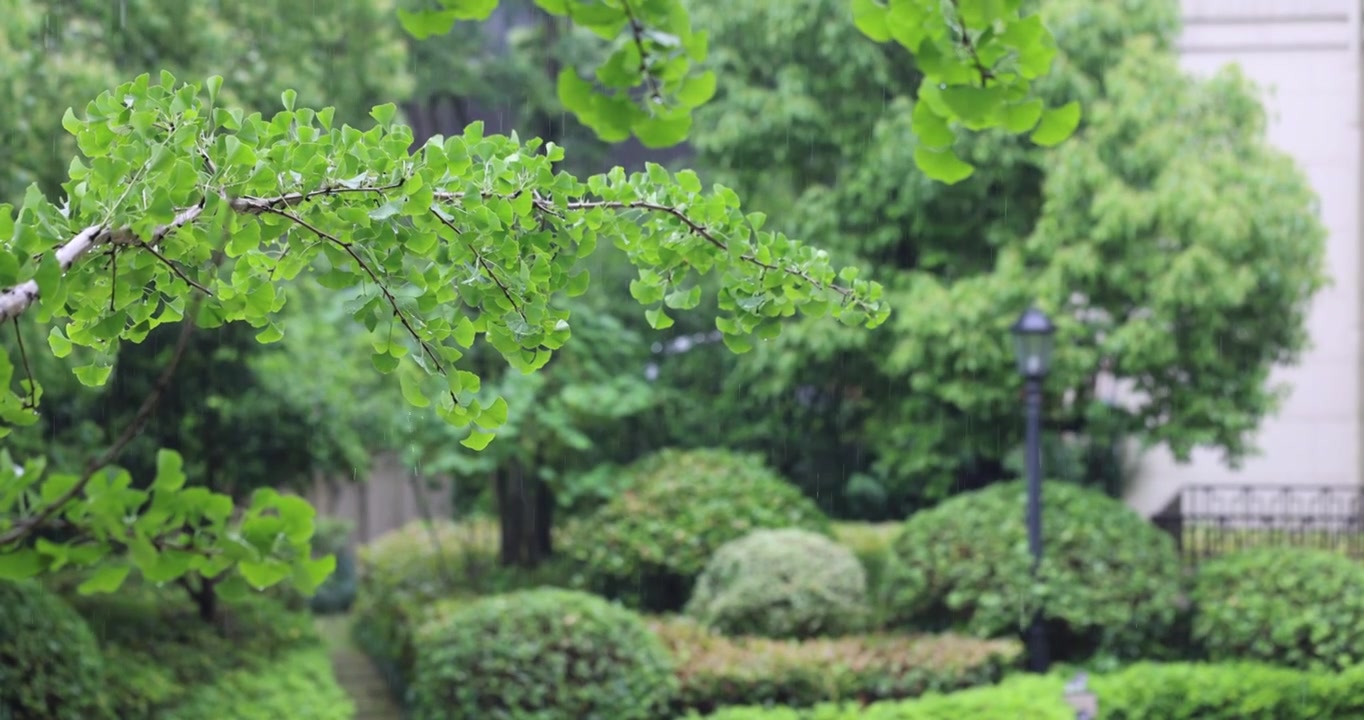 夏天雨水打在银杏叶上升格视频素材