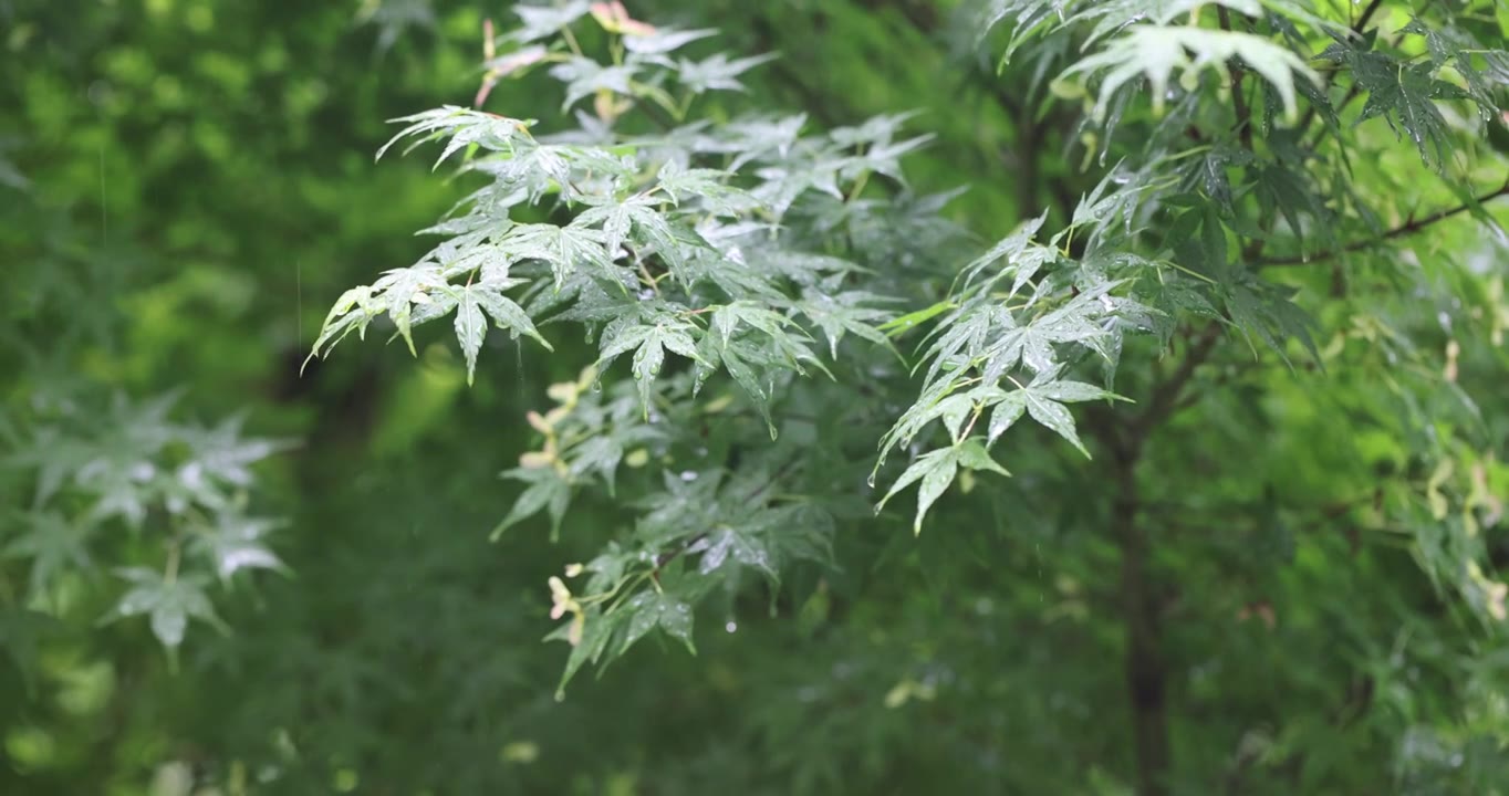 夏天雨水打在枫叶上升格视频素材