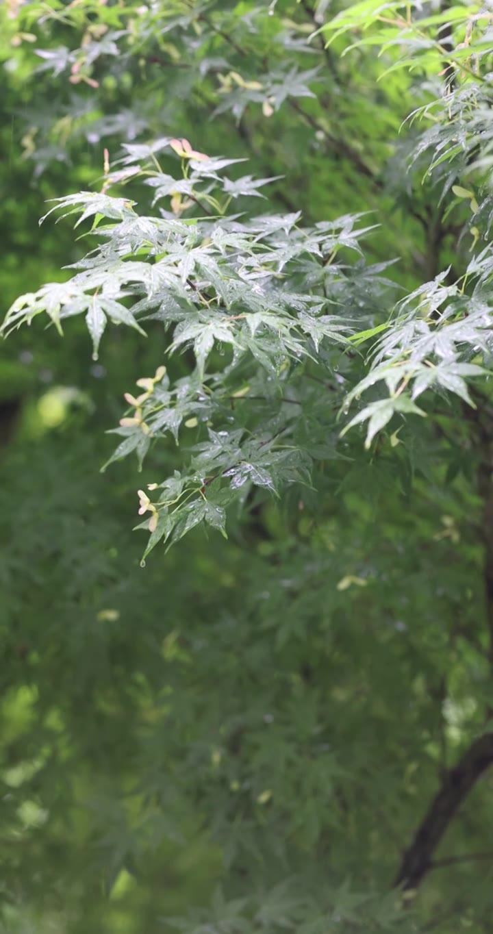 夏天雨水打在枫叶上升格视频素材