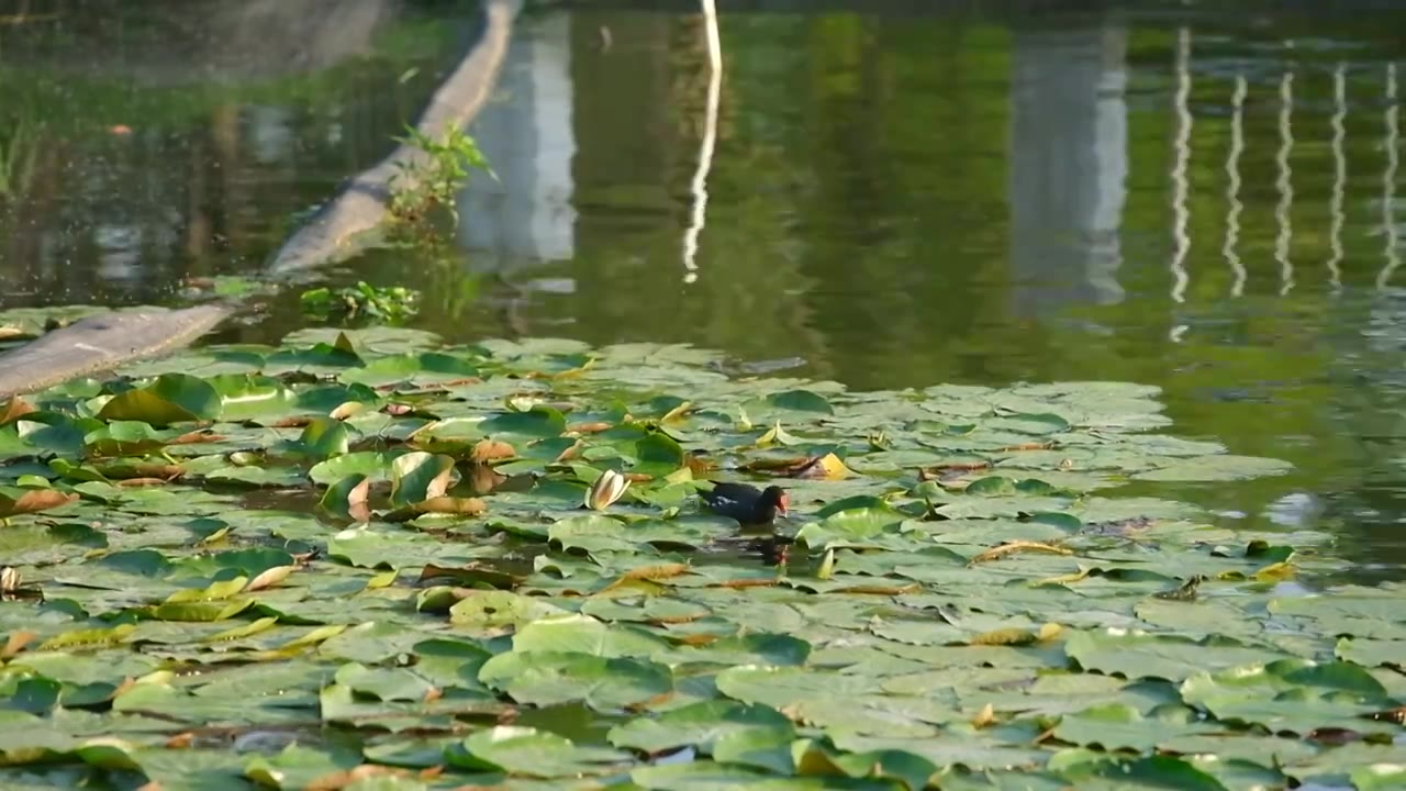 大黑水鸡带领小黑水鸡在河水里寻找食物视频素材