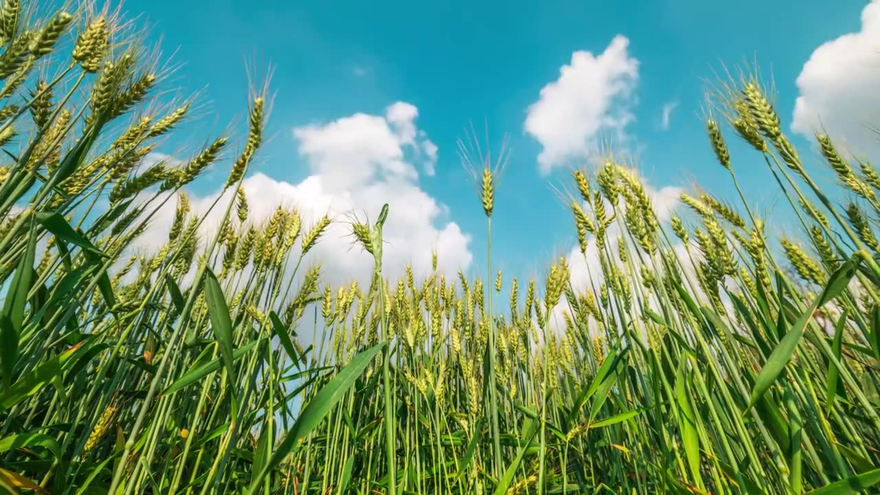 仰望蓝天白云下的小麦田延时摄影视频素材