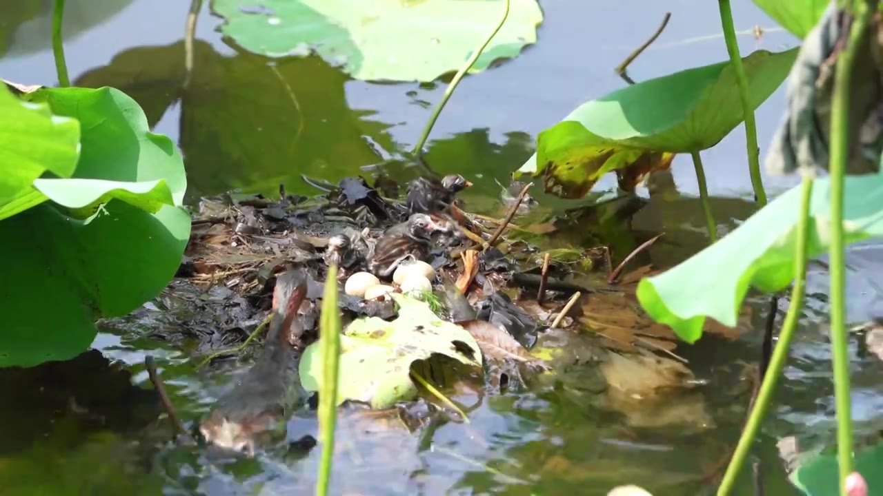 荔湾湖公园䴙鷉展翅觅食视频素材