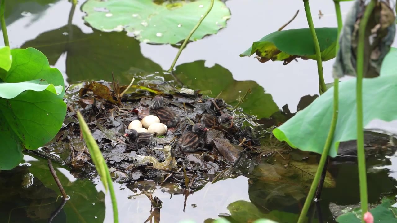 广州市荔湾湖公园䴙䴘喂食雏鸟视频素材