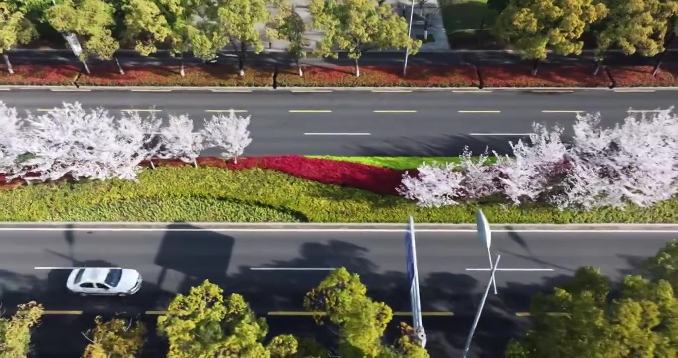 苏州现代大道，春天樱花开，樱花与城市公路视频素材