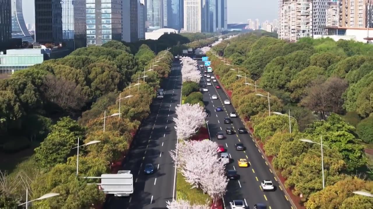 苏州现代大道，春天樱花开，樱花与城市公路视频素材