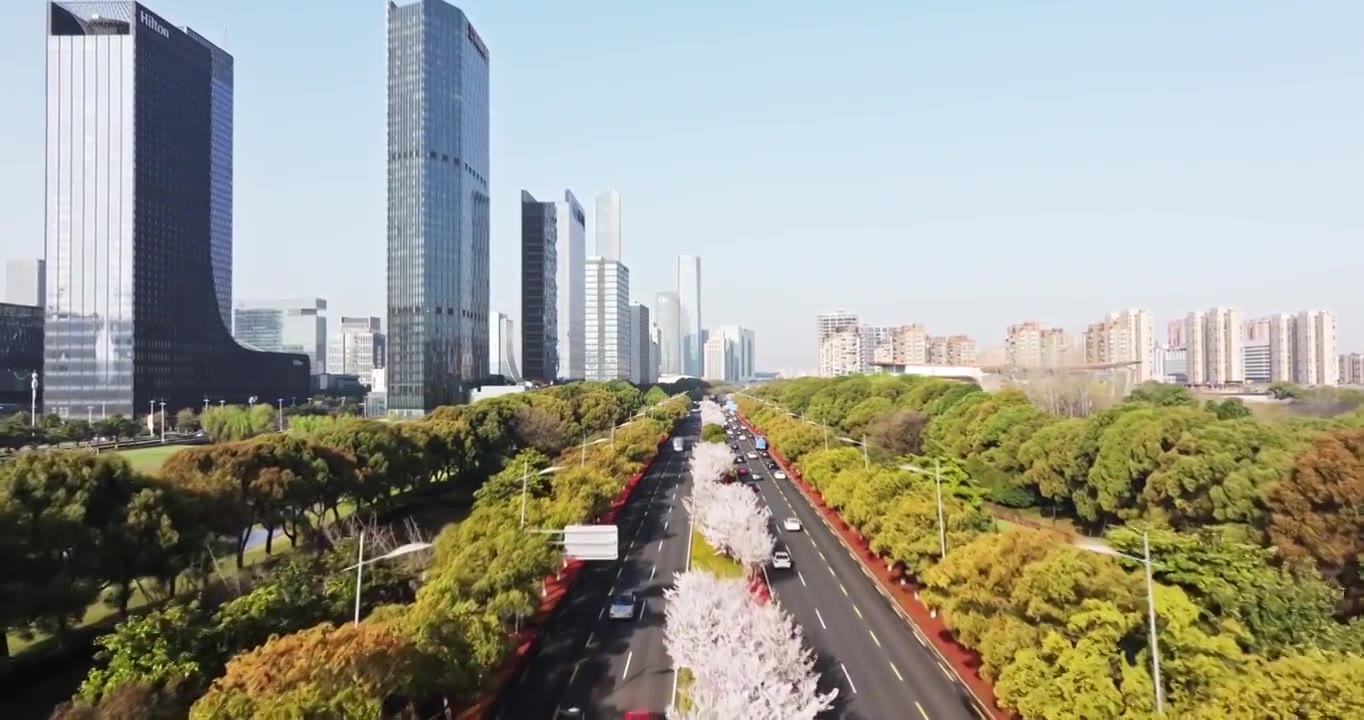 苏州现代大道，春天樱花开，樱花与城市公路视频素材