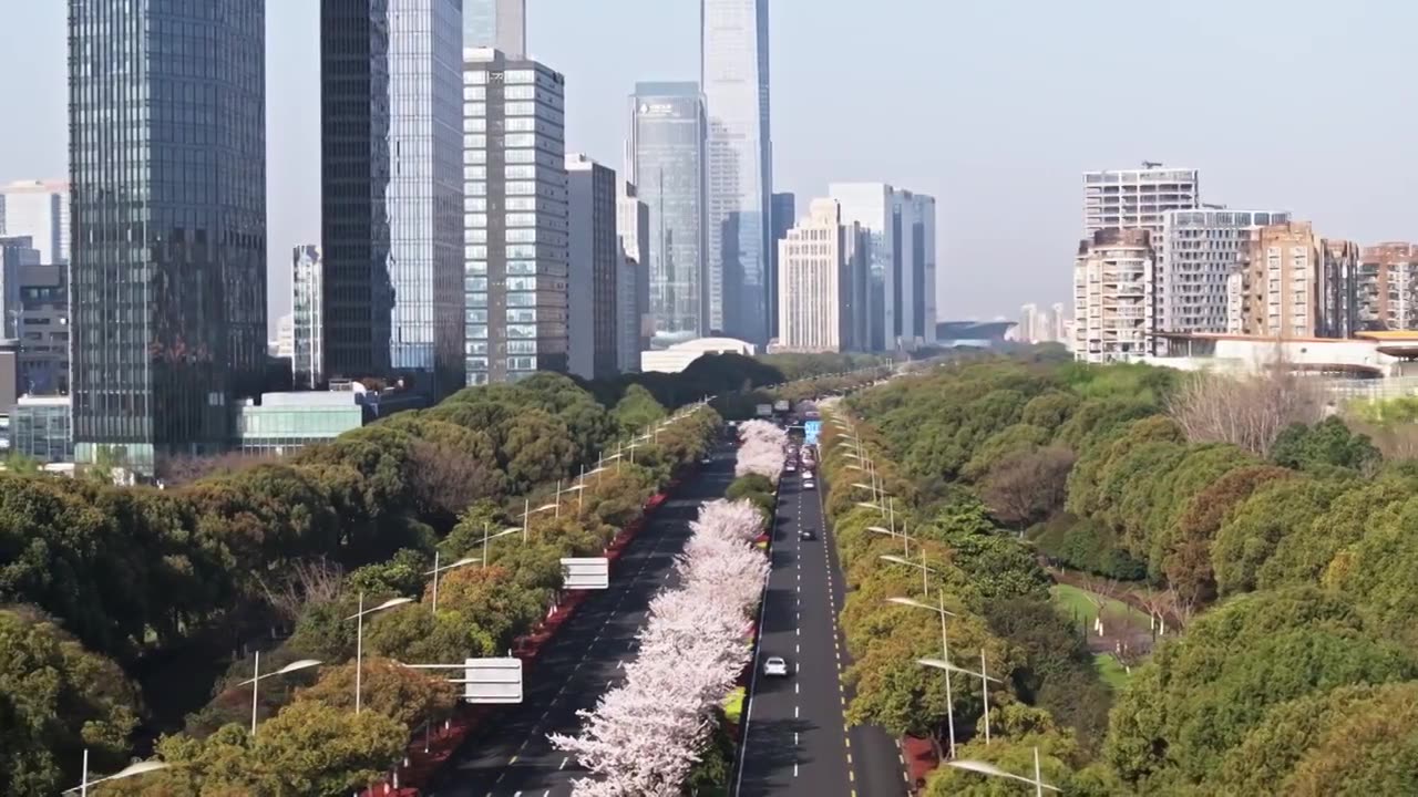 苏州现代大道，春天樱花开，樱花与城市公路视频素材