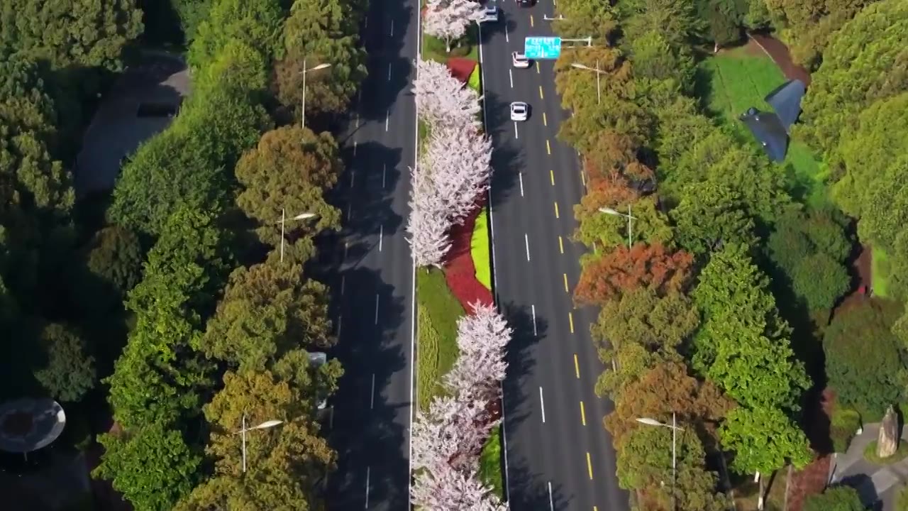 苏州现代大道，春天樱花开，樱花与城市公路视频素材