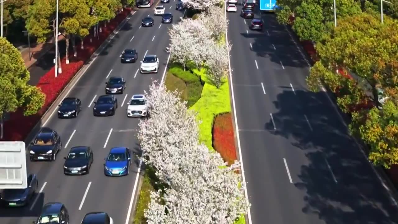 苏州现代大道，春天樱花开，樱花与城市公路视频素材