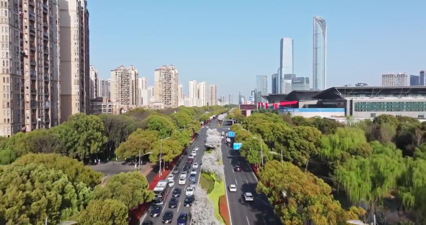 苏州现代大道，春天樱花开，樱花与城市公路视频素材