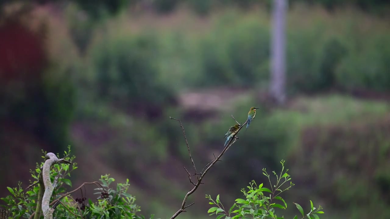 栗喉蜂虎视频素材