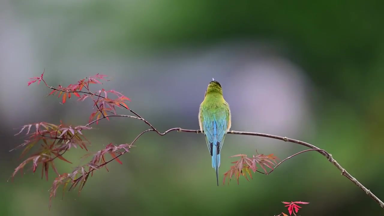 栗喉蜂虎视频素材