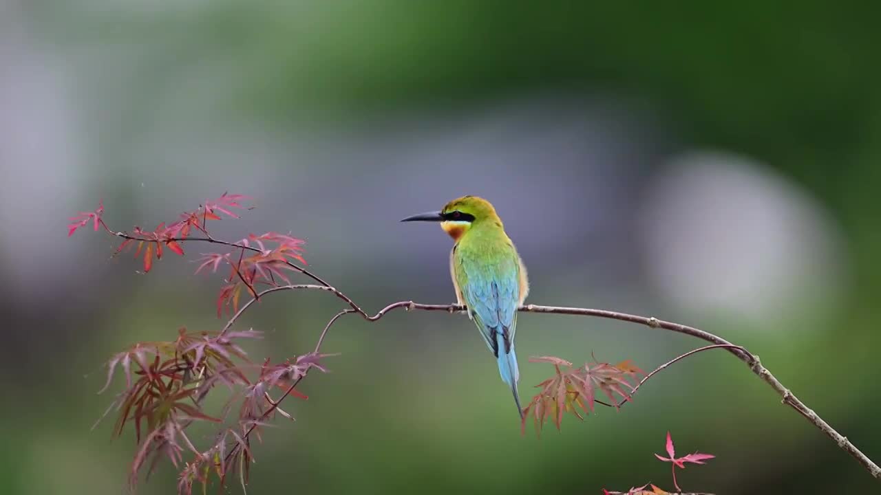 栗喉蜂虎视频素材